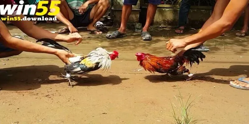 Tìm hiểu chung về loại hình đá gà cựa sắt là gì 